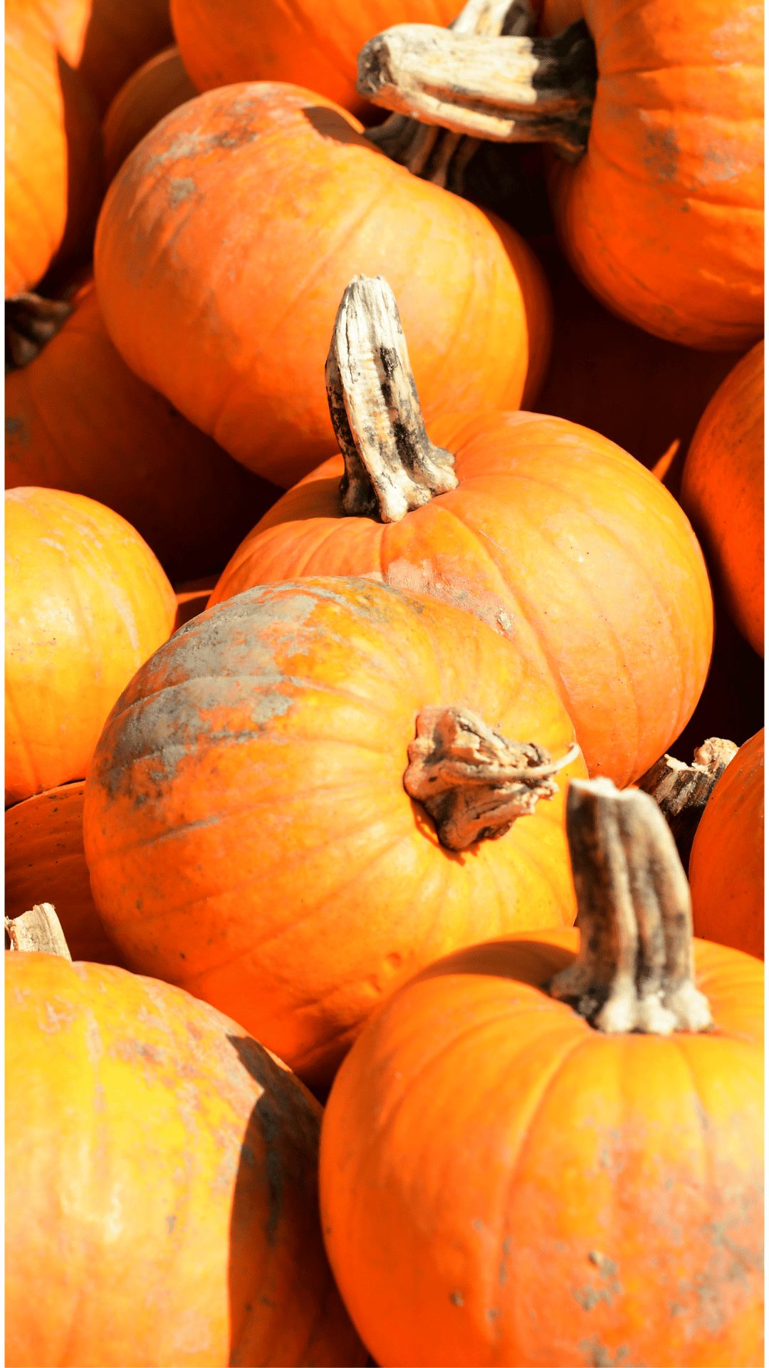pie pumpkins at a farm market all on top of each other with some dirt on some of the pumpkins. 
